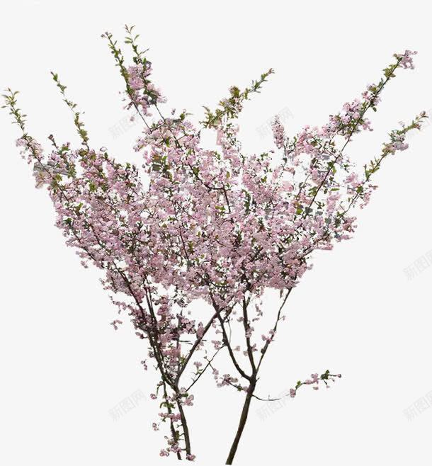 粉色小花树枝景观png免抠素材_新图网 https://ixintu.com 景观 树枝 粉色