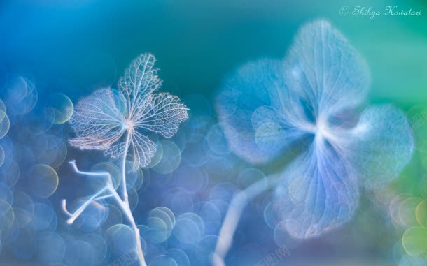 梦幻半透明树叶脉络jpg设计背景_新图网 https://ixintu.com 树叶 梦幻 脉络 透明