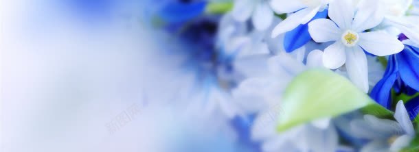兰花jpg设计背景_新图网 https://ixintu.com 兰花