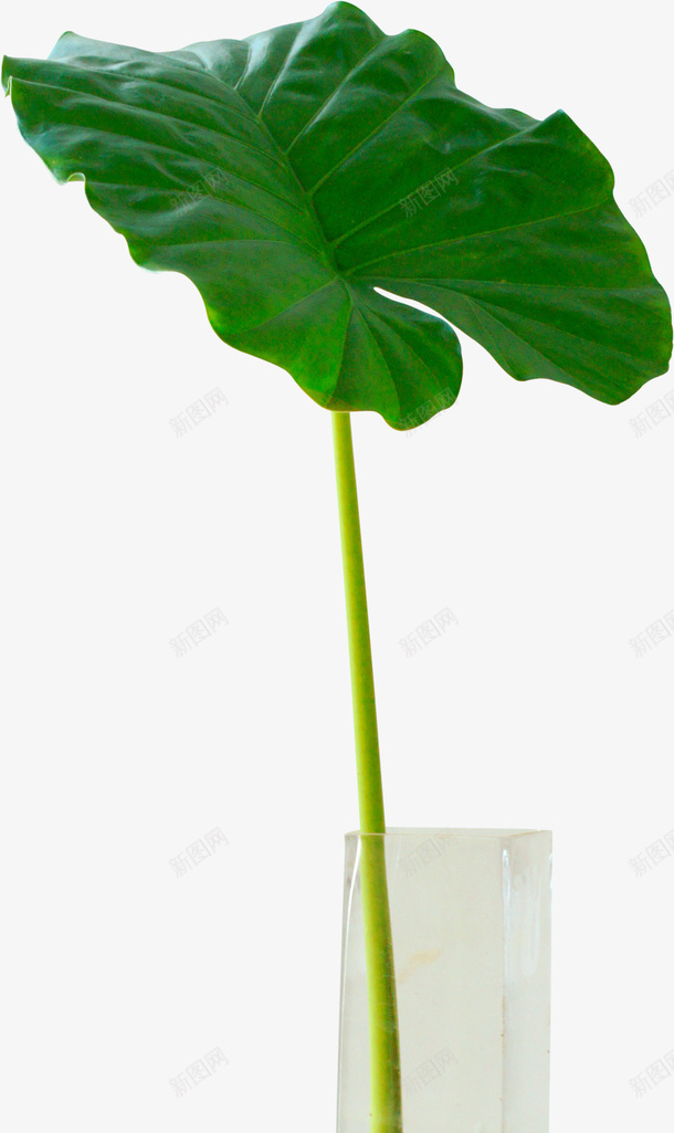 大叶植物psd免抠素材_新图网 https://ixintu.com 大叶 绿色植物