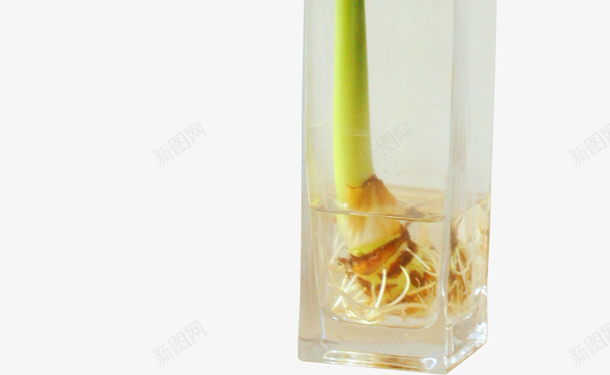 大叶植物psd免抠素材_新图网 https://ixintu.com 大叶 绿色植物