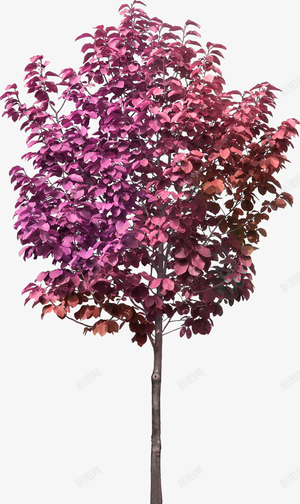 粉红色大树png免抠素材_新图网 https://ixintu.com 大树 树 植物 粉紫色