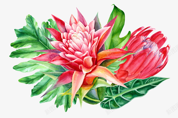 卡通手绘红色的鲜花png免抠素材_新图网 https://ixintu.com 创意 动漫动画 卡通手绘 简约 红色的鲜花 绿叶