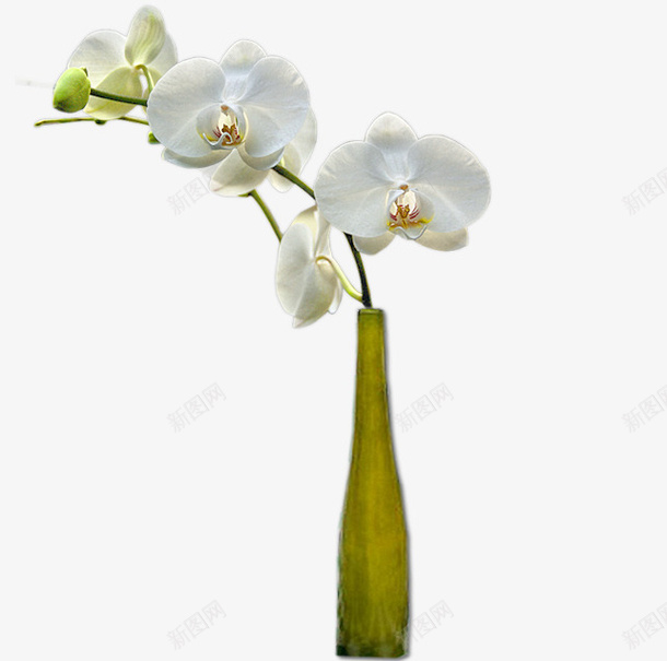 简约花瓶png免抠素材_新图网 https://ixintu.com 白色 简约 花 花瓶