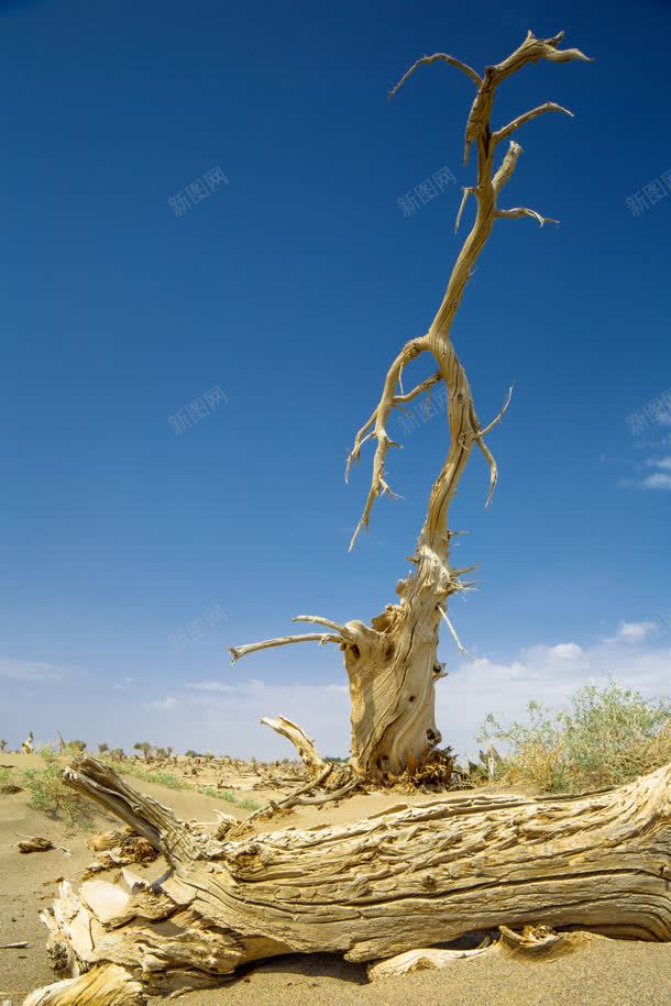 枯木朽木挣扎蓝天背景jpg设计背景_新图网 https://ixintu.com 挣扎 朽木 枯木 背景 蓝天