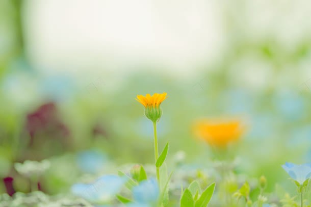 绿色清新黄色小花壁纸jpg设计背景_新图网 https://ixintu.com 壁纸 清新 绿色 黄色