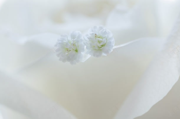 白色简约小花丝带jpg设计背景_新图网 https://ixintu.com 丝带 白色 简约