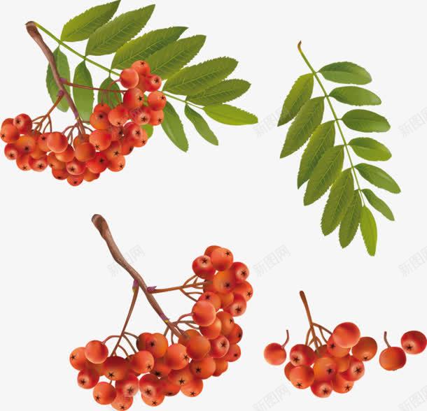 红色植物果实绿色叶子png免抠素材_新图网 https://ixintu.com 叶子 果实 植物 红色 绿色