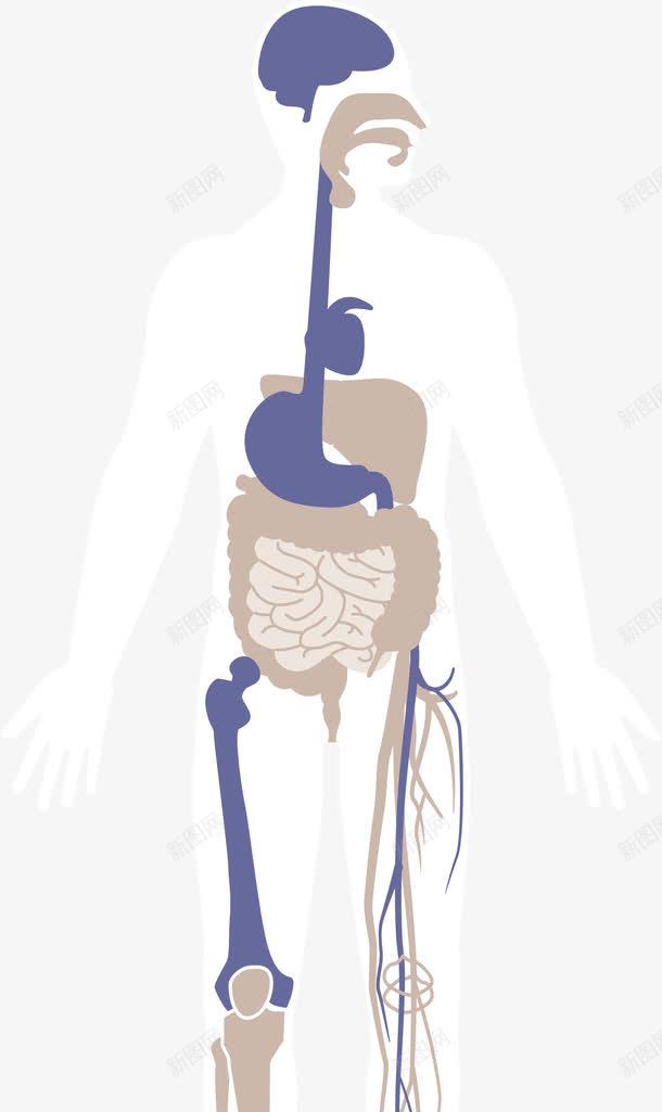 手绘消化系统png免抠素材_新图网 https://ixintu.com 人物矢量图 手绘人体 消化系统矢量图