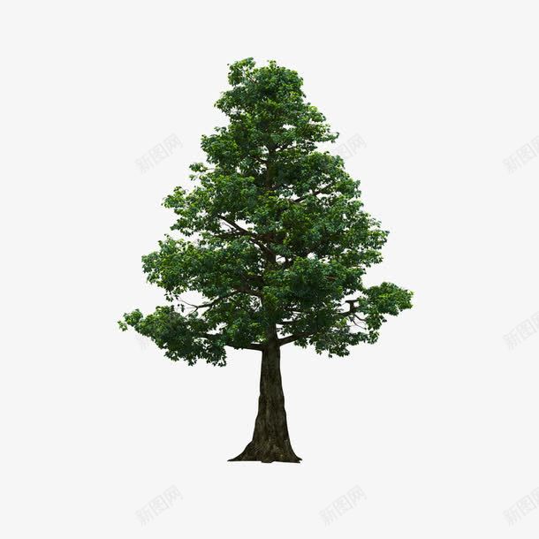 景观前景树png免抠素材_新图网 https://ixintu.com 前景树 景观 景观前景树 树木