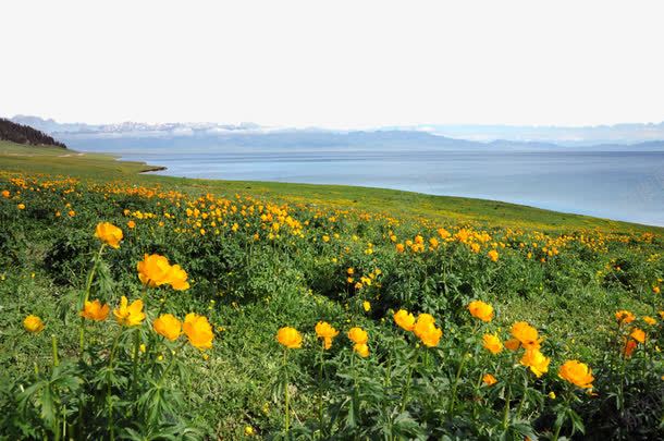 赛里木湖果子沟风景png免抠素材_新图网 https://ixintu.com am 中国新疆 名胜古迹 地方景点 摄影 摄影图 新疆 旅游摄影 果子沟 自然美景 花卉 赛里木湖