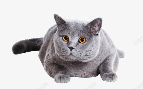 懒散的小猫咪png免抠素材_新图网 https://ixintu.com 动物 懒散 毛茸茸 猫
