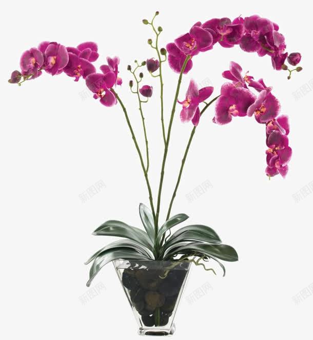 紫色花卉装饰花瓶软装摆设png免抠素材_新图网 https://ixintu.com 摆设 紫色 紫色花卉 花卉 花瓶 装饰 装饰花瓶