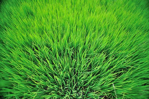 茂盛的绿草jpg高清背景_新图网 https://ixintu.com 其它类别 图片素材 植物 绿色 绿草 背景花边 花草树木 茂盛 茂盛的绿草图片 茂盛的绿草图片素材下载 草地