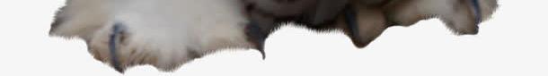 雪雕png免抠素材_新图网 https://ixintu.com 捕猎 猫头鹰 白色
