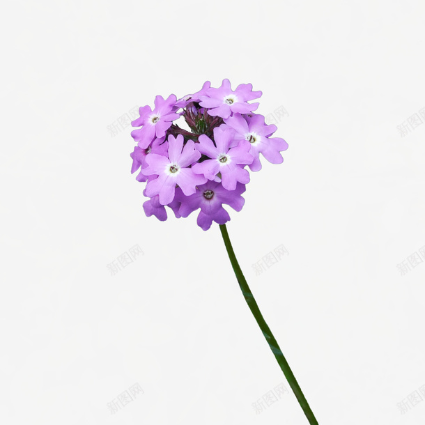 淡紫色的花png免抠素材_新图网 https://ixintu.com png图形 png装饰 紫色 花卉 花朵 装饰