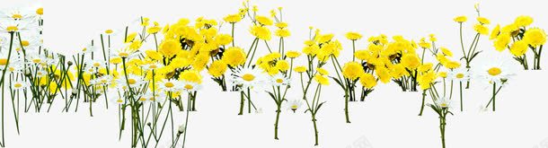 路边景观黄色花朵花海png免抠素材_新图网 https://ixintu.com 景观 花朵 花海 路边 黄色