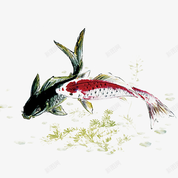 手绘红色黑色金鱼png免抠素材_新图网 https://ixintu.com PNG 好运锦鲤 手绘金鱼 水墨画 红色 锦鲤 黑色
