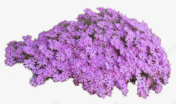 实物紫色绣球花花卉png免抠素材_新图网 https://ixintu.com 产品实物 紫色 绣球花PNG图 绣球花免扣图 绣球花免扣实物图 花卉