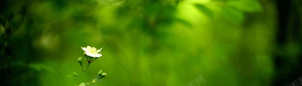 清新小雏菊背景png免抠素材_新图网 https://ixintu.com 清新 绿色 雏菊