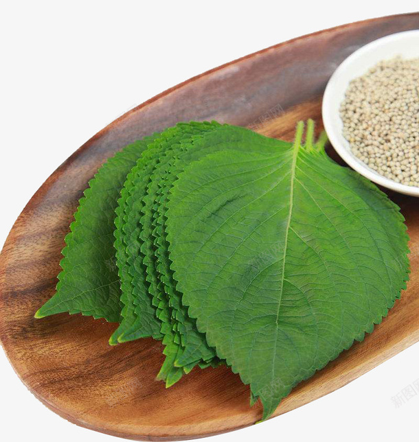 食用紫苏叶png免抠素材_新图网 https://ixintu.com 双子叶植物纲 唇形科 塔花族 密被长柔毛 直立草本 紫苏叶