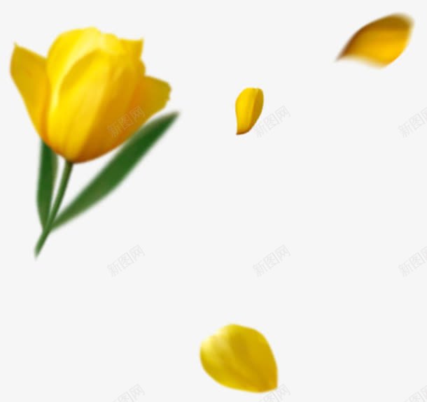 黄色郁金香花朵装饰png免抠素材_新图网 https://ixintu.com 图片 花朵 装饰 郁金香 黄色