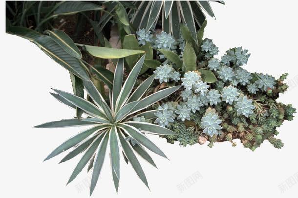 景观灌木剑兰png免抠素材_新图网 https://ixintu.com 剑兰 植物 灌木 风景植物