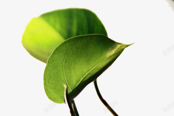 绿色的自然植物png免抠素材_新图网 https://ixintu.com 保护眼睛 叶子 生机勃勃 绿色植物 绿萝叶子 装饰房间 观赏