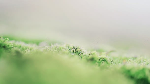 景深绿地效果背景jpg设计背景_新图网 https://ixintu.com 效果 景深 素材 绿地 背景