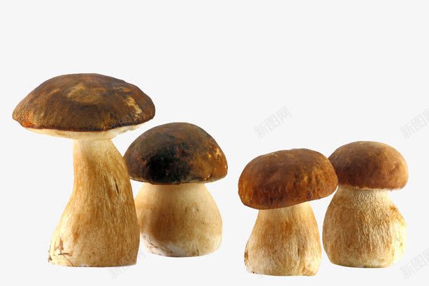 新鲜的蘑菇png免抠素材_新图网 https://ixintu.com 新鲜蔬菜 菌类 蘑菇 鸡腿菇