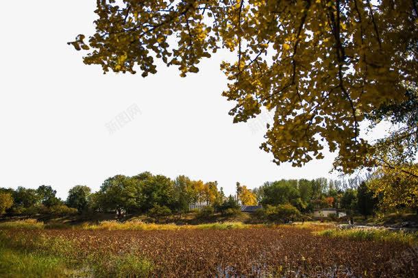 北京圆明园秋景png免抠素材_新图网 https://ixintu.com 北京 北京景色 旅游 景点 著名 风景