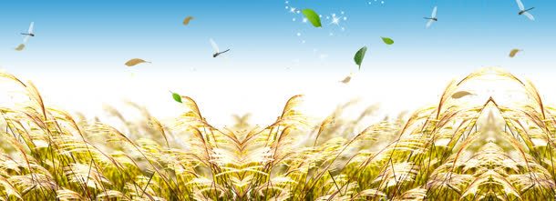 淘宝稻穗唯美背景bannerjpg设计背景_新图网 https://ixintu.com banner 唯美 树叶 淘宝 稻穗 背景 蜻蜓