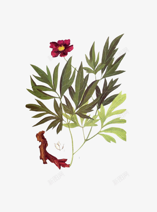 赤芍png免抠素材_新图网 https://ixintu.com 中药 树 绿色