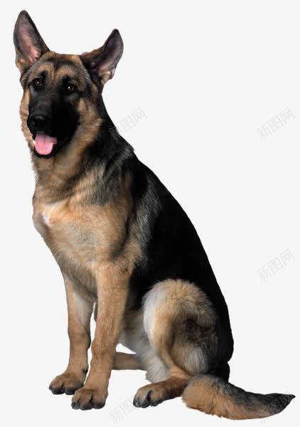 黑色凶恶狼png免抠素材_新图网 https://ixintu.com 动物 头狼 犬 狼 野生动物