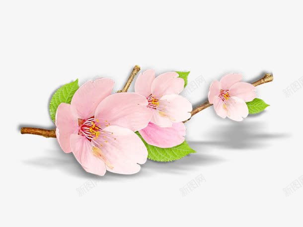 手绘白色花朵绿色叶子png免抠素材_新图网 https://ixintu.com 手绘 白色花朵 绿色叶子png素材