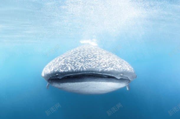 海面平静鲨鱼遨游jpg设计背景_新图网 https://ixintu.com 平静 海面 遨游 鲨鱼