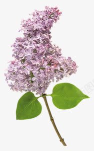 紫色的花绿叶植物图形png免抠素材_新图网 https://ixintu.com 图形 植物 紫色 绿叶