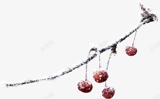 创意花草装饰图标png_新图网 https://ixintu.com 花卉图案 花卉矢量 花卉矢量素材 花卉背景素材 花草矢量图素材 花草设计素材 装饰图标