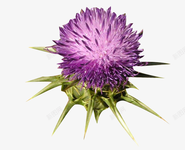 紫色奶蓟草png免抠素材_新图网 https://ixintu.com 奶蓟草 植物 紫色 花卉 花朵
