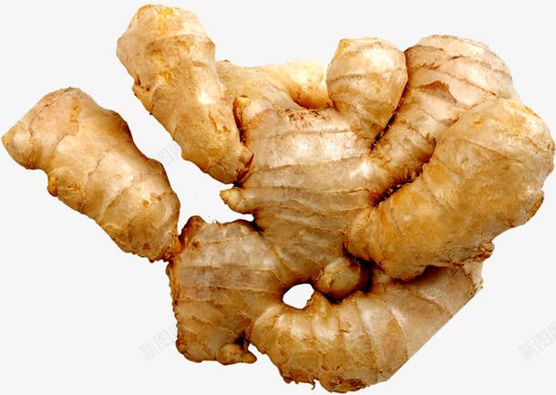 姜png免抠素材_新图网 https://ixintu.com 姜 生姜 食材