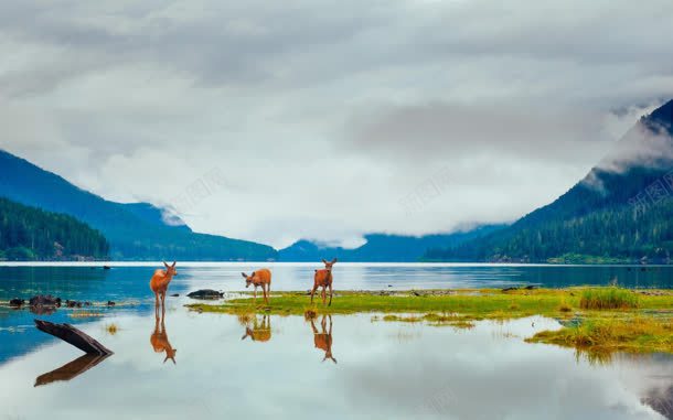 云层下的绿草地小鹿jpg设计背景_新图网 https://ixintu.com 云层 草地