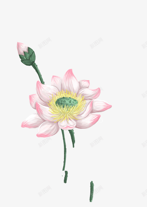 手绘夏天荷花psd免抠素材_新图网 https://ixintu.com 夏天 插画 花苞 荷花