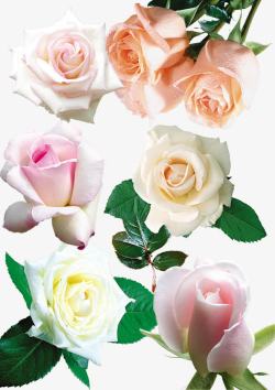 梦幻粉色玫瑰花装饰素材