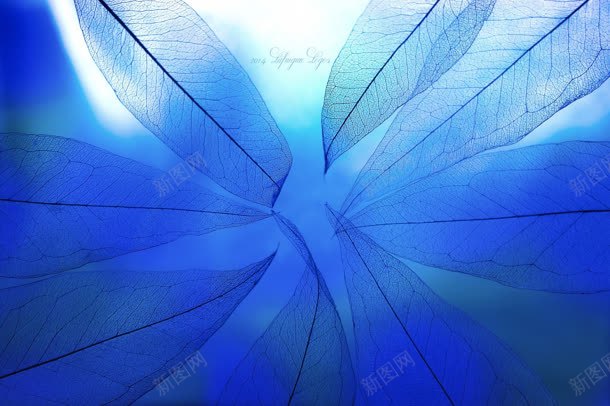 蓝白色半透明树叶jpg设计背景_新图网 https://ixintu.com 树叶 蓝白色 透明