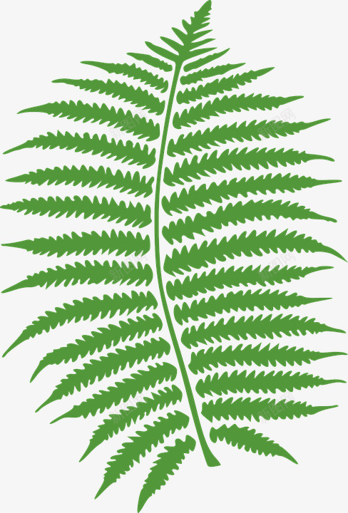 一株嫩绿的蕨类植物的叶子psd免抠素材_新图网 https://ixintu.com 叶子 嫩绿 植物 蕨类