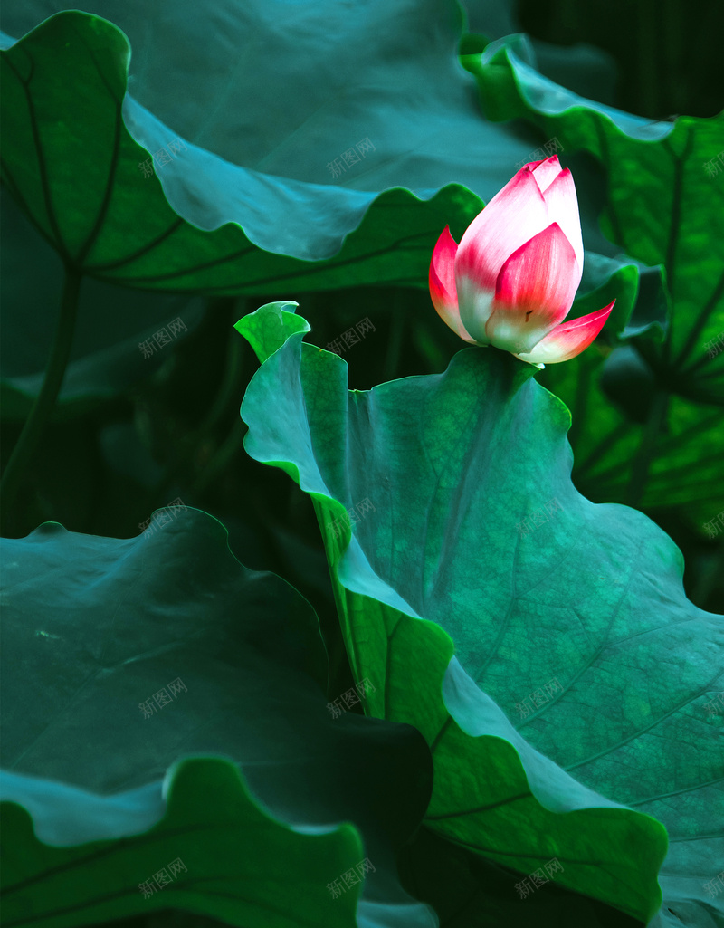 小暑二十四节气海报jpg设计背景_新图网 https://ixintu.com 二十四节气海报 夏季 夏日 小暑海报 绿色 节日 荷叶 荷花