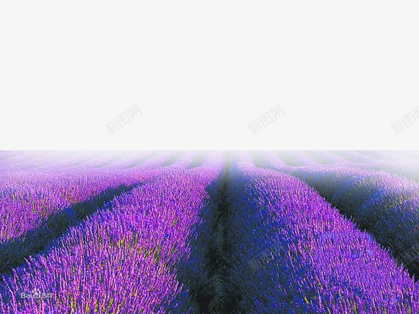 紫色薰衣草png免抠素材_新图网 https://ixintu.com 紫色 花海 薰衣草