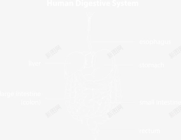 人体消化系统示意图png免抠素材_新图网 https://ixintu.com 人体 消化 消化系统 消化系统示意图 示意图