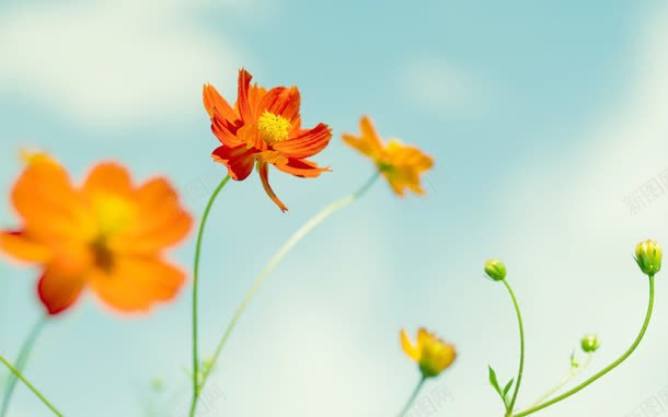 清新黄色小花朵壁纸jpg设计背景_新图网 https://ixintu.com 壁纸 清新 花朵 黄色