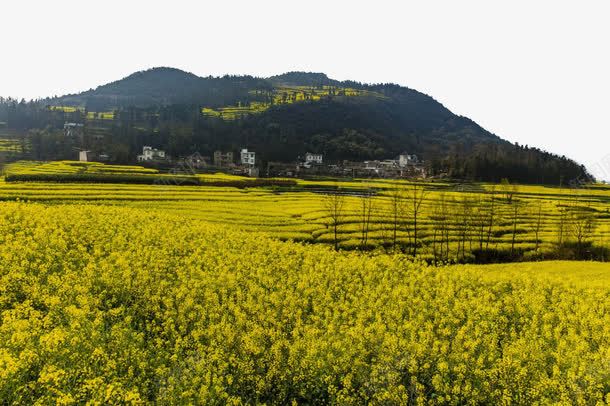 云南罗平油菜花风景png免抠素材_新图网 https://ixintu.com 云南 旅游 景点 美丽 著名 风景